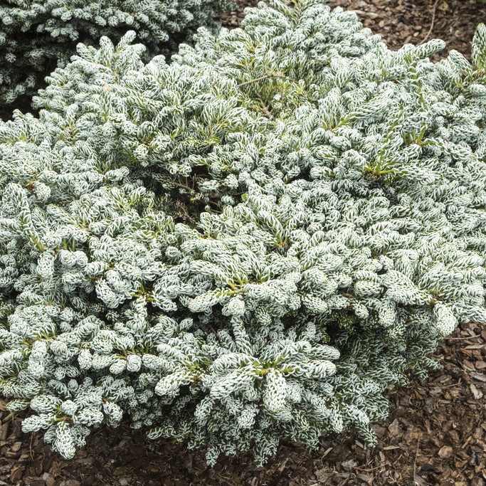 koreagran - abies koreana kohout´s ice breaker ® (storlek: 25-30 c)