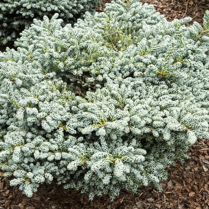 Abies koreana Kohouy´s Icebreaker ®, Koreagran, 15-20 C3,7