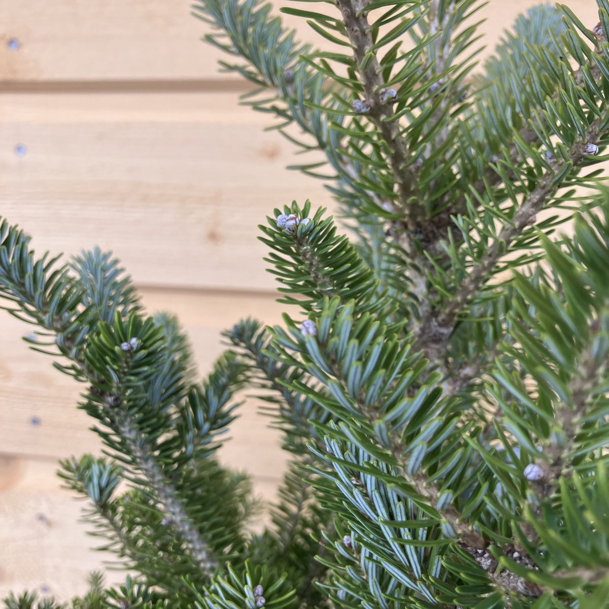 Koreagran - Abies koreana Molli (Storlek: 40-50 C5)