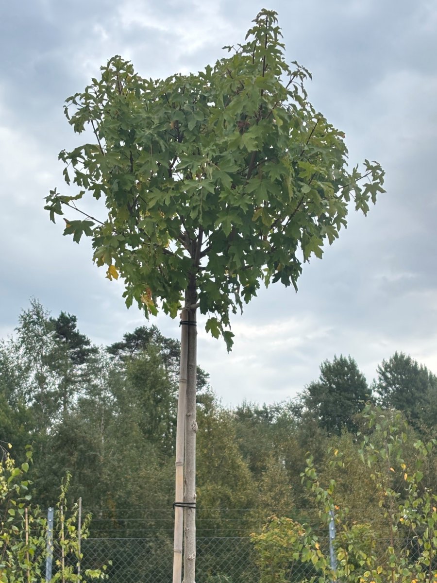 Klotnaverlönn - Acer campestre Anny`s Globe (Storlek: 200 stam C15)