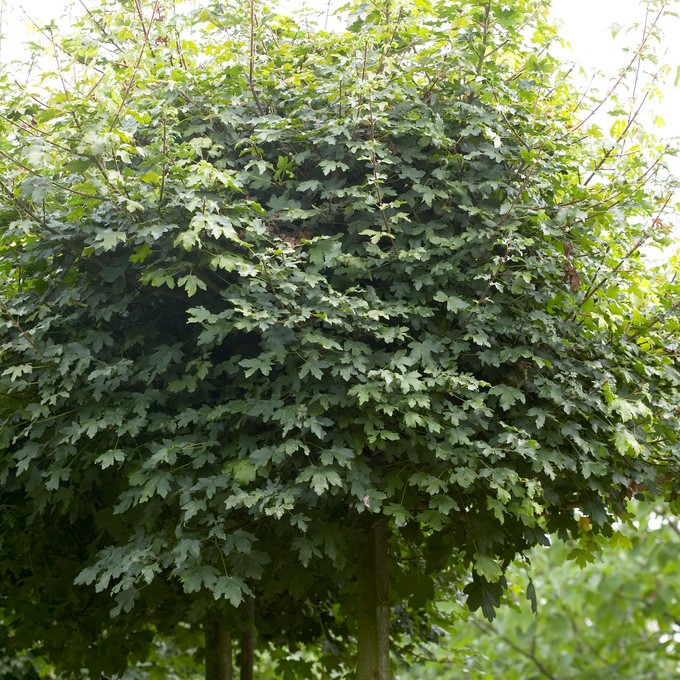 Acer campestre Nanum, Klotnaverlönn