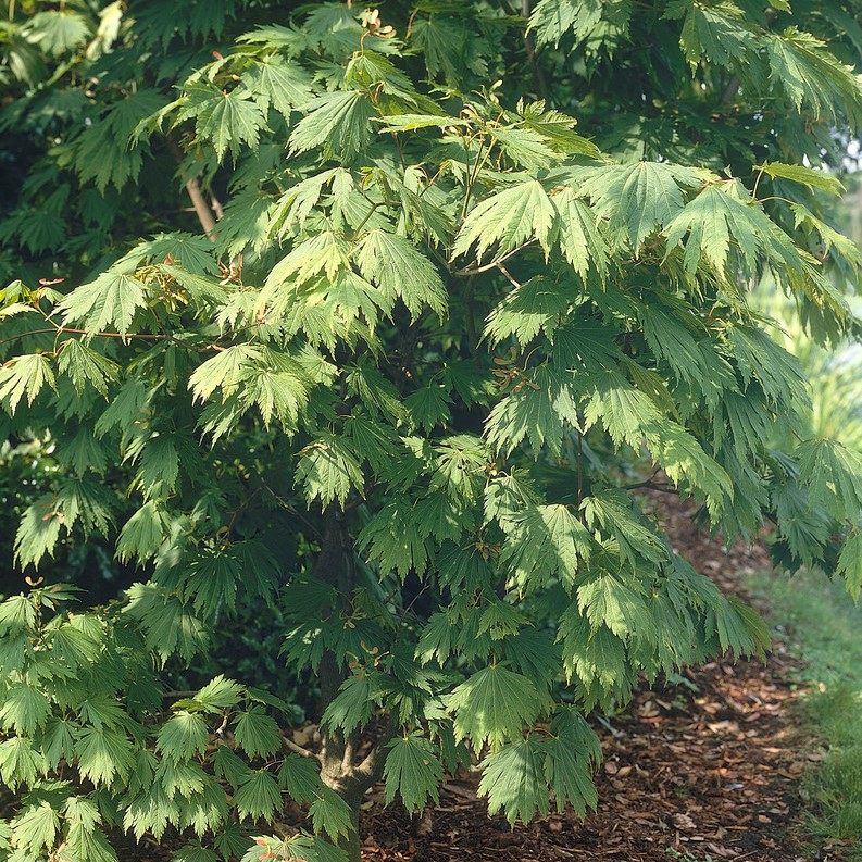 Läs mer om Acer japonicum Aconitifolium, Solfjäderslönn