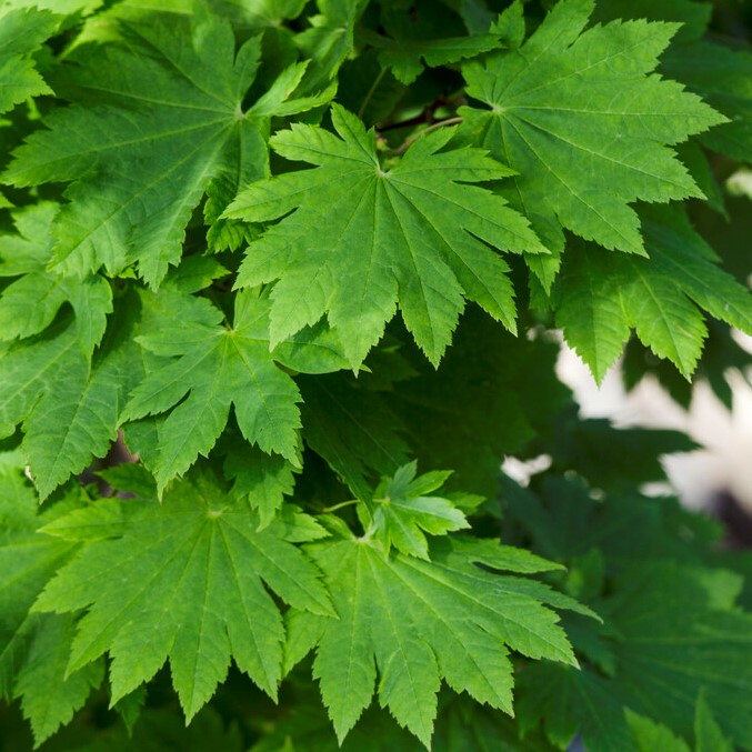 Läs mer om Acer japonicum Vitifolium, Solfjäderslönn
