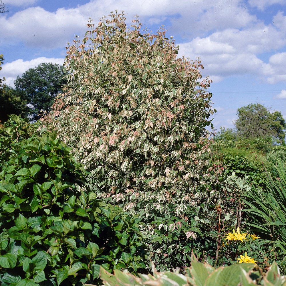 Askl&ouml;nn - Acer negundo Flamingo (Storlek: 120 stam C10)