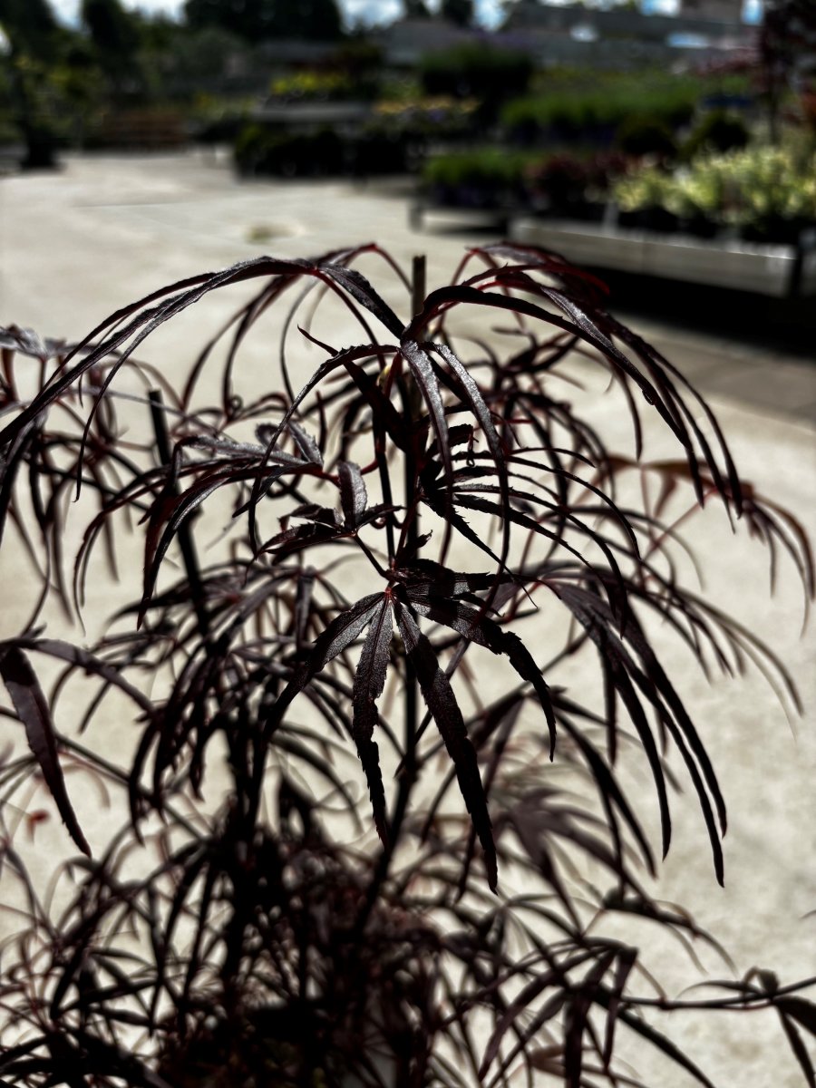 Japansk Lönn - Acer palmatum Atrolineare (Storlek: 30-40 C3)
