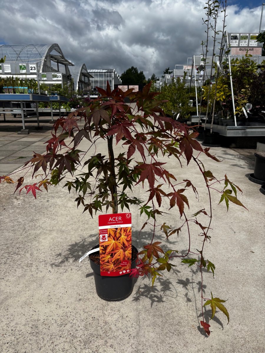 Japansk Lönn - Acer palmatum Cascade Ruby ® (Storlek: busk C3)