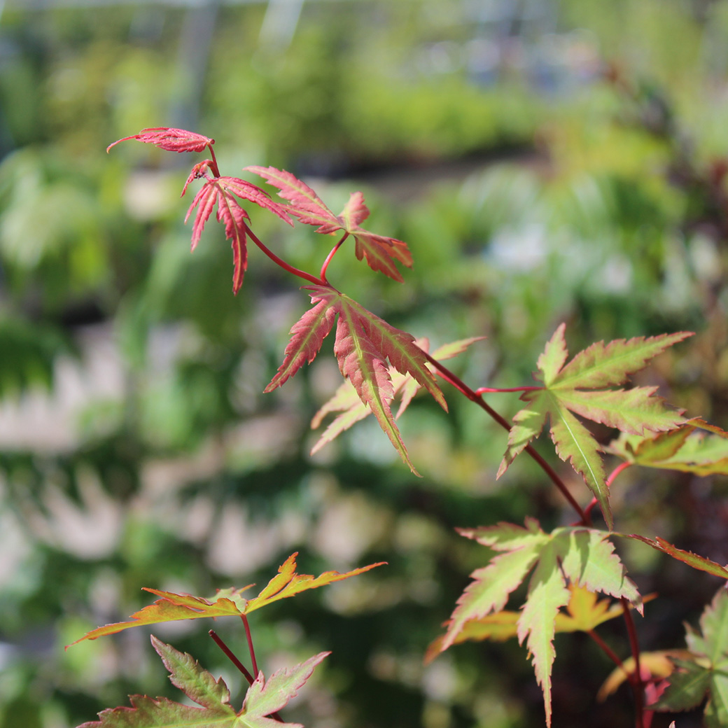 Acer palmatum Redwine, Japansk Lönn, 40-50 C3