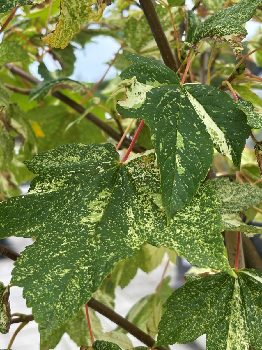 Tysklönn - Acer pseudoplatanus Prince Camille de Rohan (Storlek: utr 140-160 C10)