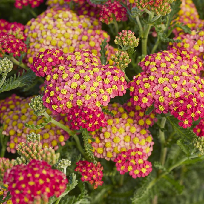 R&ouml;llika - Achillea millefolium Milly Rock &trade; Red (Krukstorlek: 2L)
