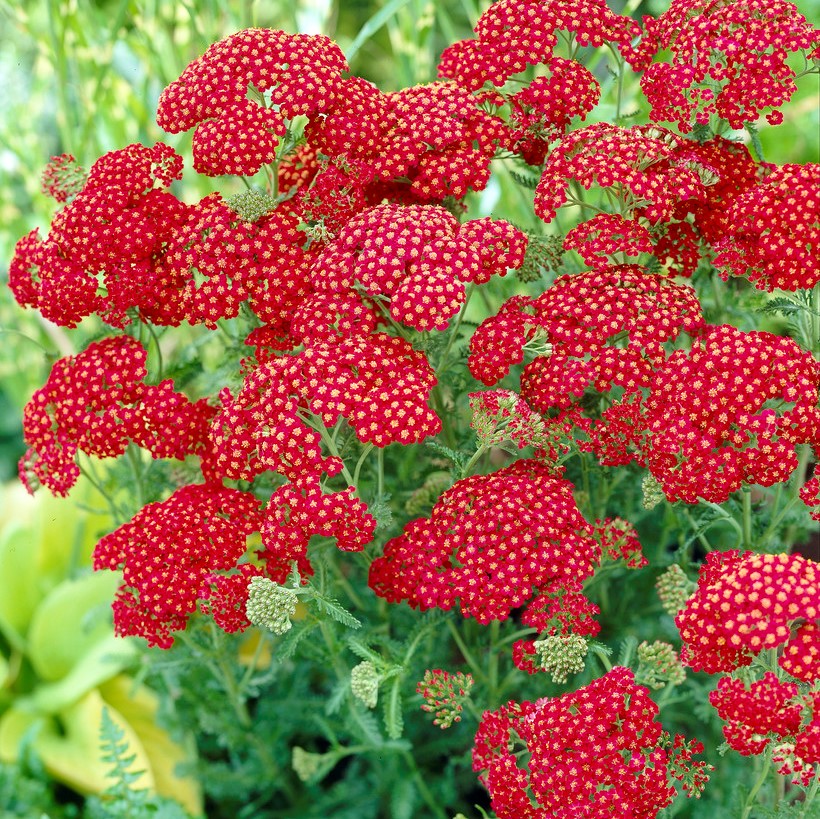 R&ouml;llika - Achillea millefolium Red Velvet (Krukstorlek: 0,5-1L)