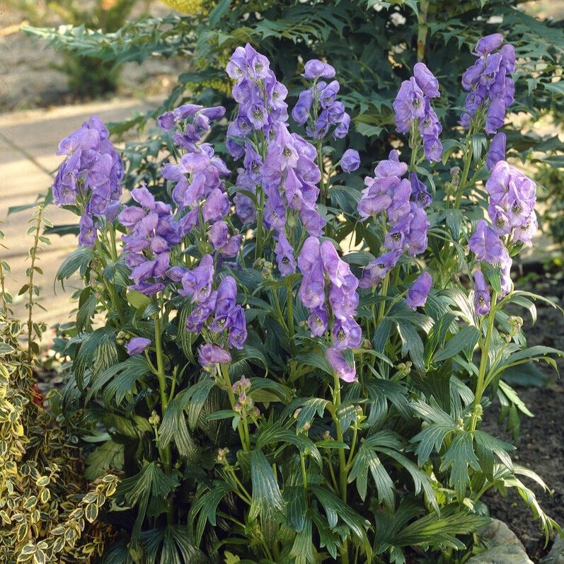 Ametiststormhatt - Aconitum carmichaelii Arendsii (Krukstorlek: 0,5-1L)