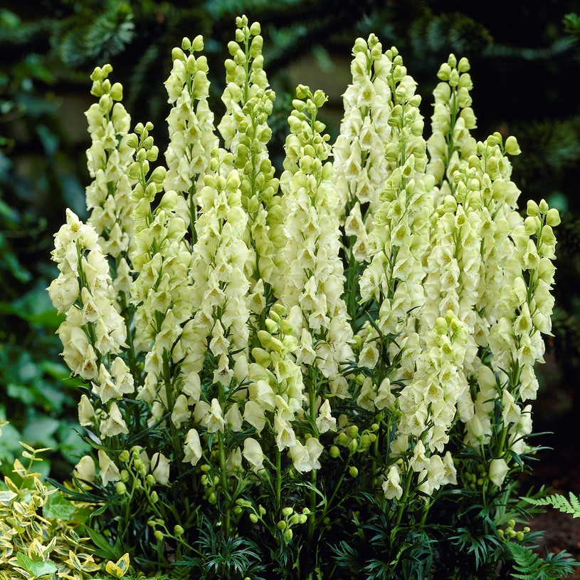 &Auml;kta Stormhatt - Aconitum napellus Album (Krukstorlek: SQ1)