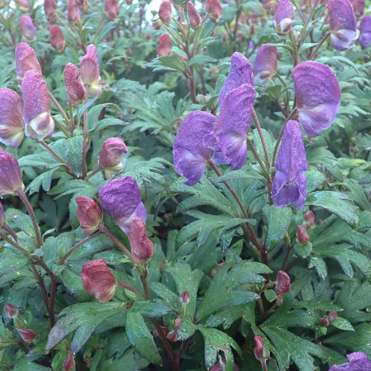Koreansk Stormhatt - Aconitum napiforme Lilla Fridolf (Krukstorlek: 0,5-1L)