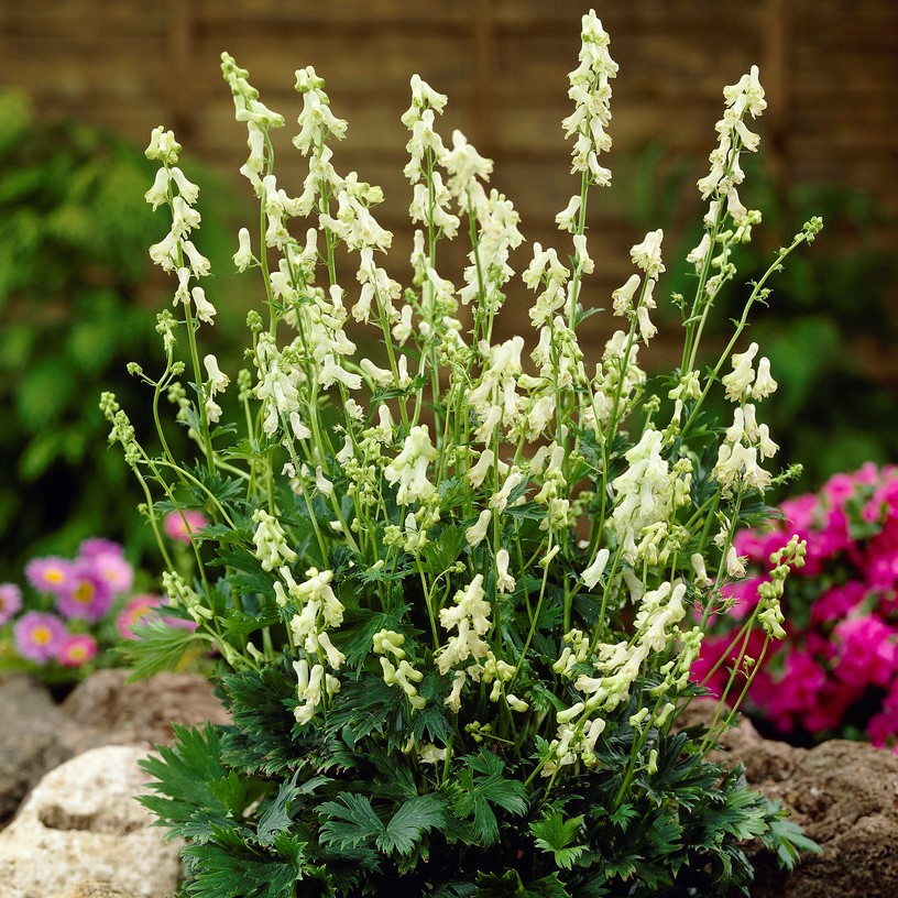 Elfenbensstormhatt - Aconitum septentrionale Ivorine (Krukstorlek: 0,5-1L)