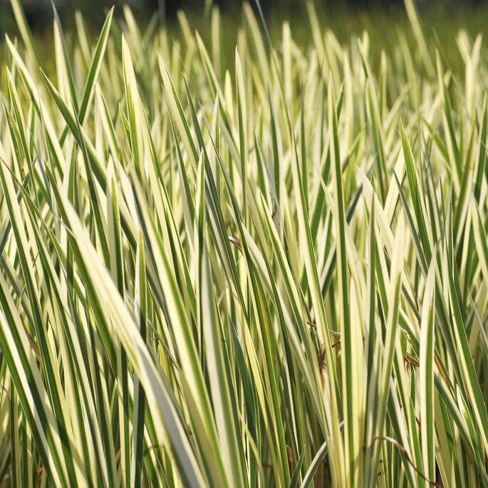 Strimmig Kalmus - Acorus calamus Variegatus (Krukstorlek: 0,5-1L)