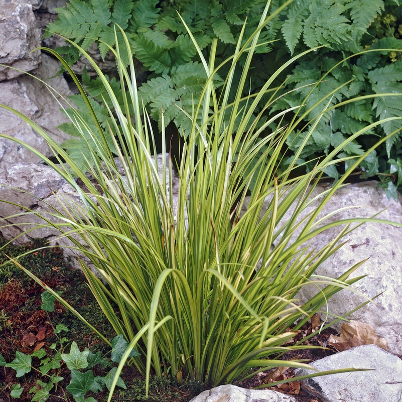 Gräskalmus - Acorus gramineus Ogon (Krukstorlek: 0,5-1L)