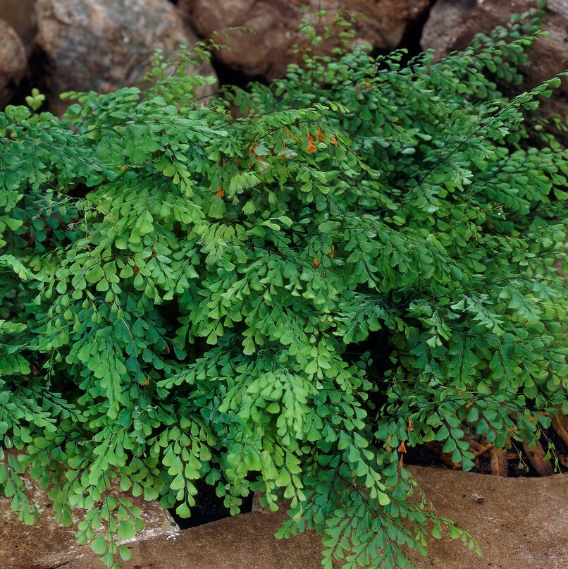 Bergadiantum - Adiantum venustum (Krukstorlek: 0,5-1L)