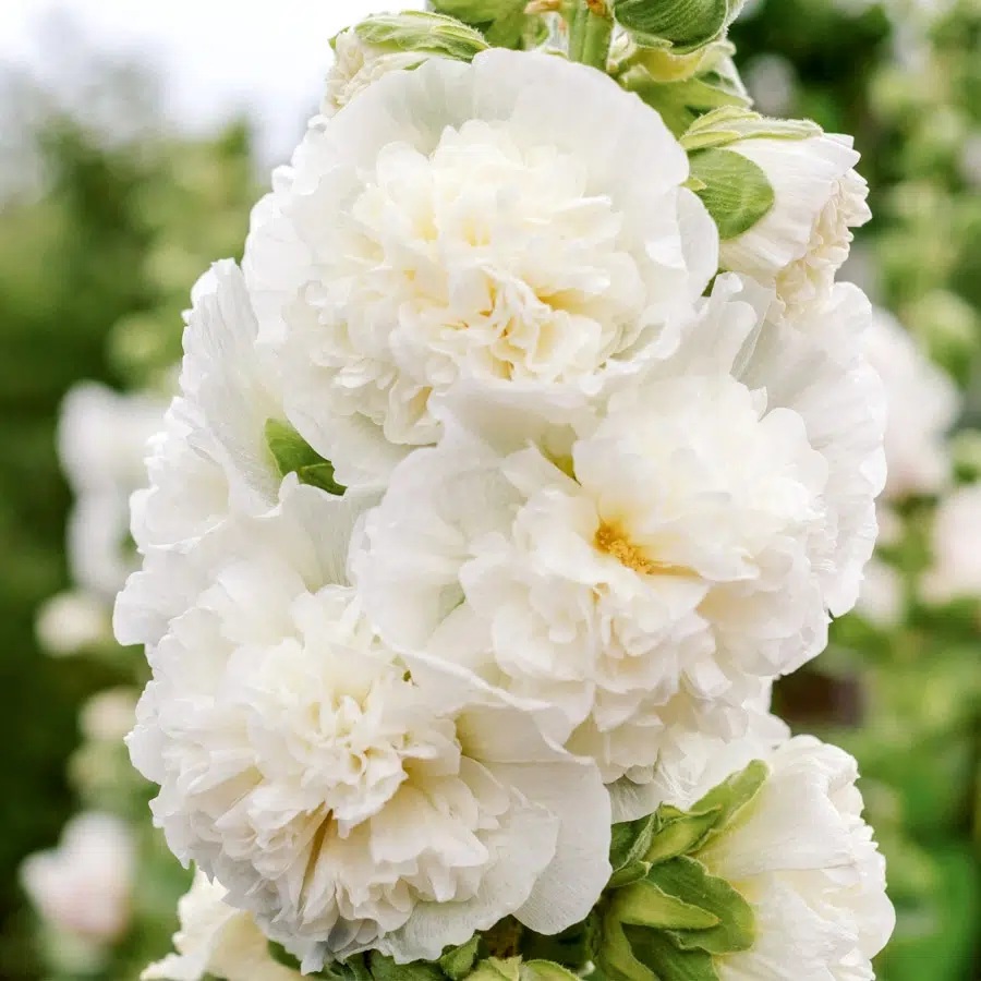 Stockros Queeny White - Alcea rosea Queeny White