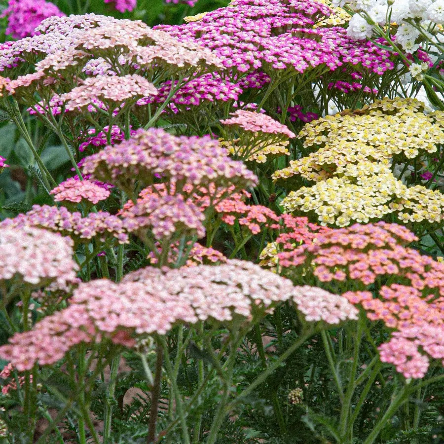 R&ouml;llika, Pastell-, Summer Pastels - Achillea Summer Pastels