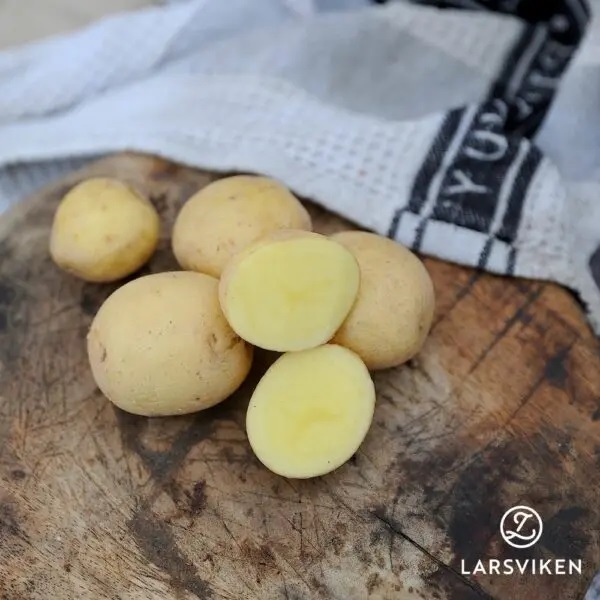 Sättpotatis Allison (Storlek: 1kg)