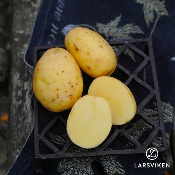 Sättpotatis Bellinda (Storlek: 1kg)