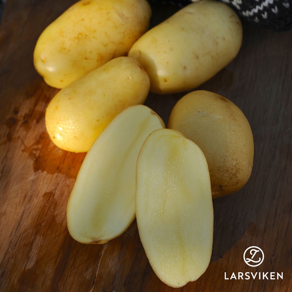 Sättpotatis Helmi (Storlek: 1kg)