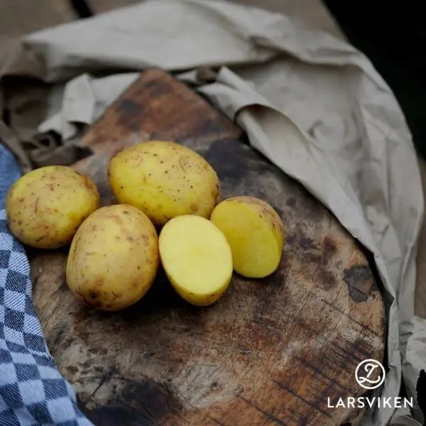 Sättpotatis Merle (Storlek: 1kg)
