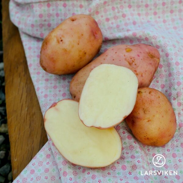 Sättpotatis Silla (Storlek: 1kg)