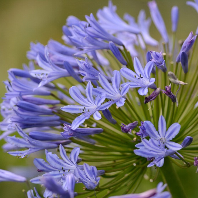 Afrikas blå lilja - Agapanthus hybr. Blue Umbrella (Krukstorlek: 0,5-1L)