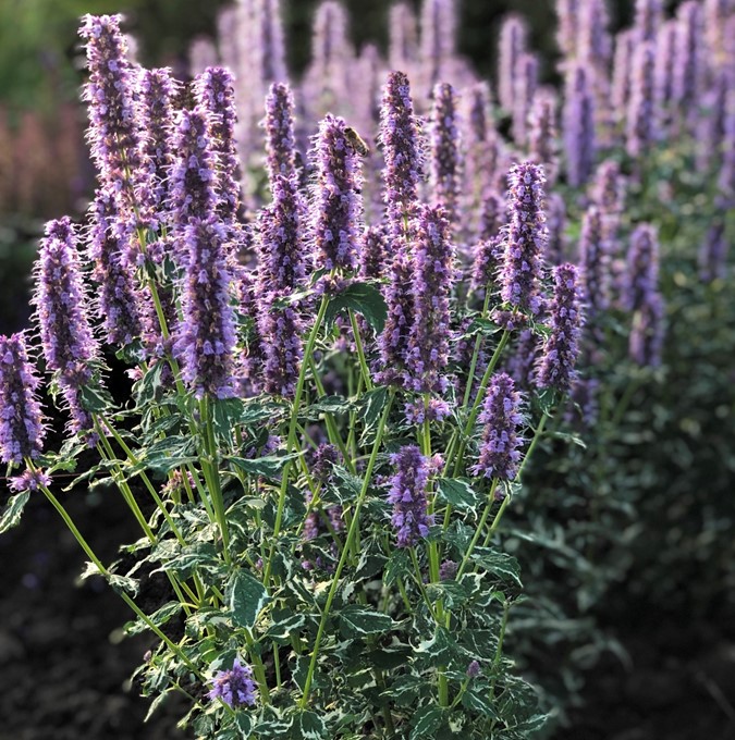 Anisisop - Agastache hybr. Crazy Fortune (Krukstorlek: 0,5-1L)