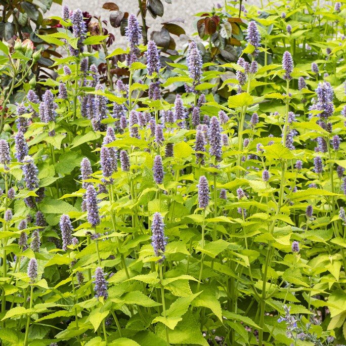 Koreansk Anisisop - Agastache rugosa Golden Jubilee (Krukstorlek: 0,5-1L)