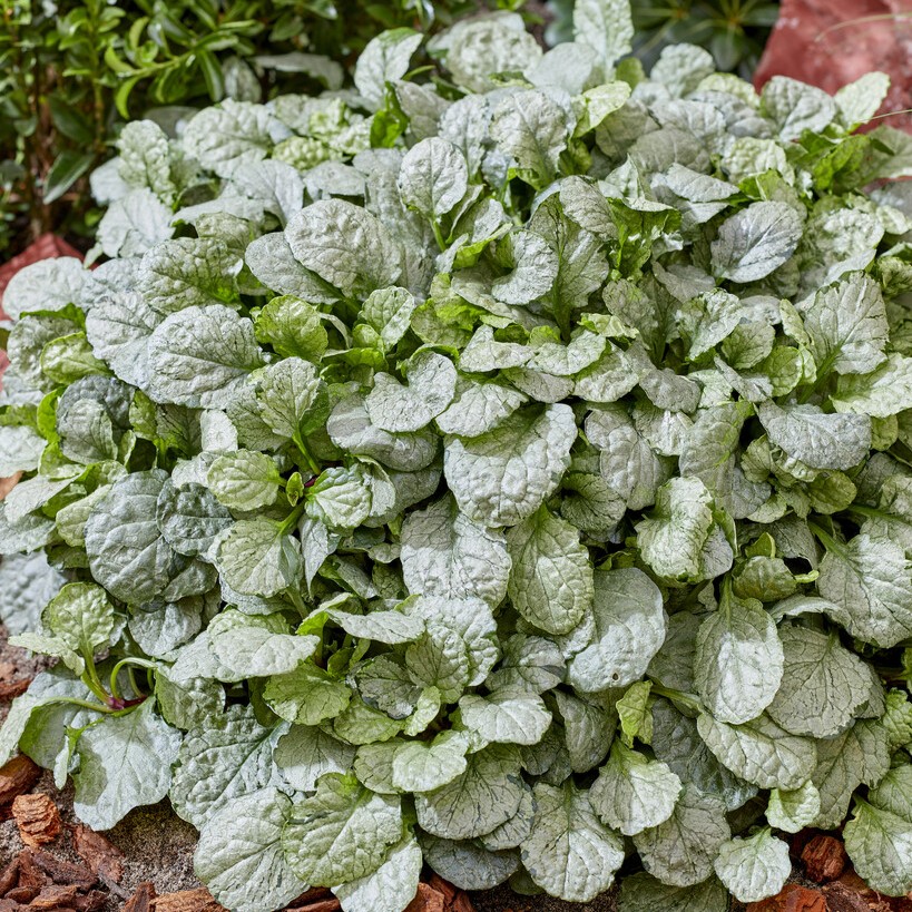 Revsuga - Ajuga reptans Princess Elsa (Krukstorlek: 0,5-1L)