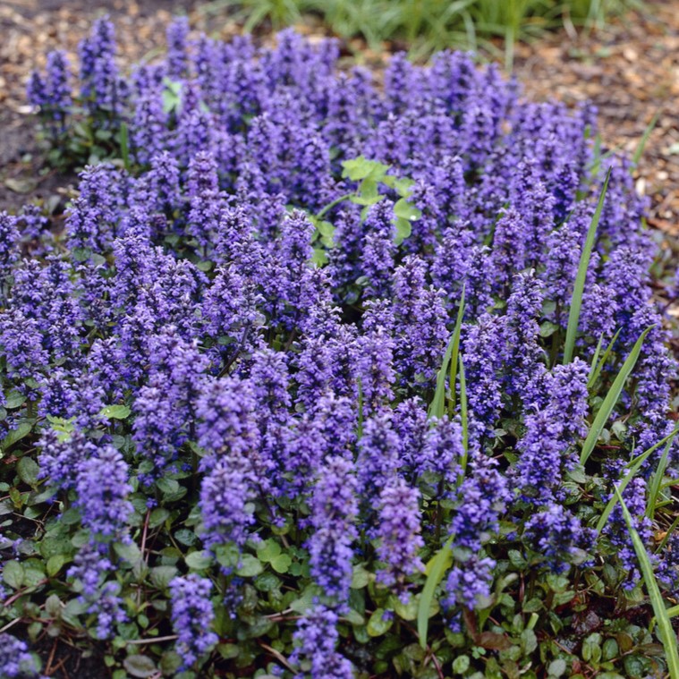 Revsuga - Ajuga reptans Catlin&acute;s Giant (Krukstorlek: 0,5-1L)