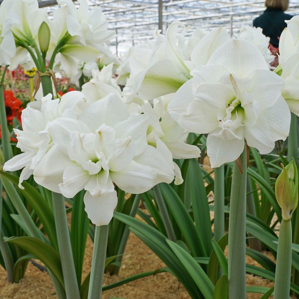 Hippeastrum Akiko ®, Amaryllis - Hippeastrum Akiko ®