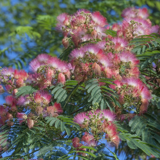 Silkestr&auml;d - Albizia julibrissin Rosea (Storlek: 50-60 C3,4)