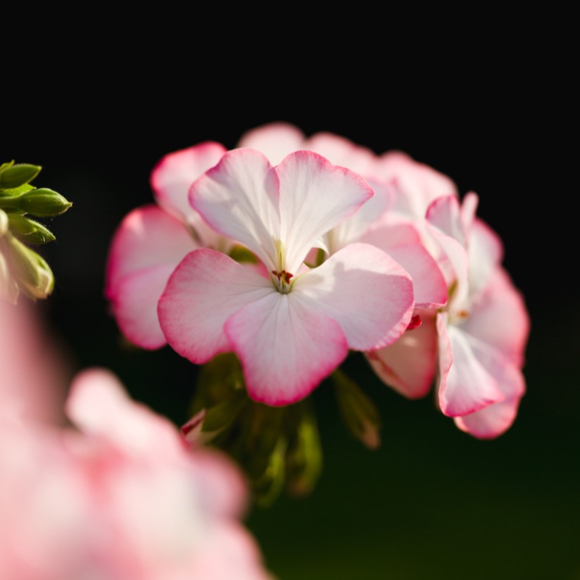 Pelargon, kruka - Pelargonium Alice of Vincennes