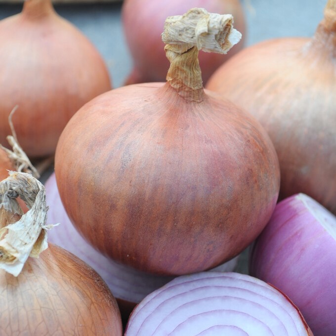 Sättlök Rosa Ptusjka Rdeca - Allium cepa Ptusjka Rdeca (Storlek: 250g)