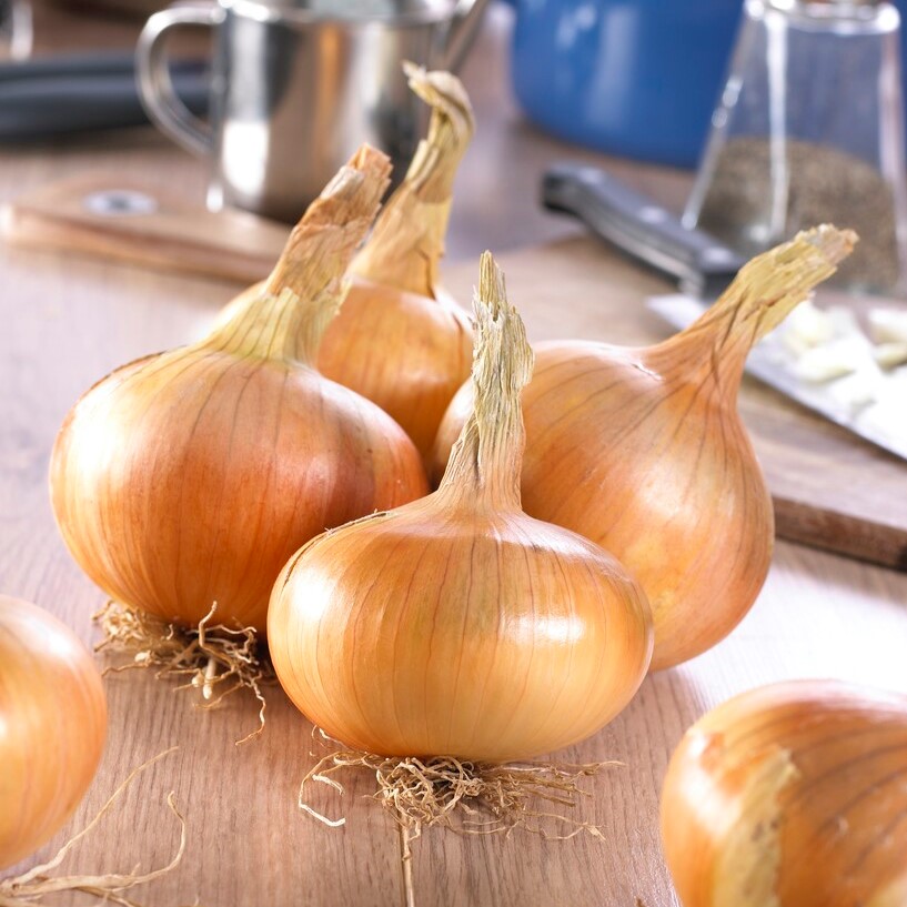 Sättlök Gul Sturon Ekologisk 250g