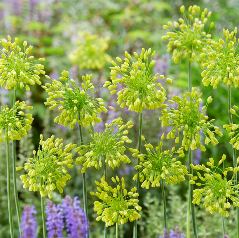 Läs mer om Dagglök Allium chloranthum Yellow Fantasy 10st