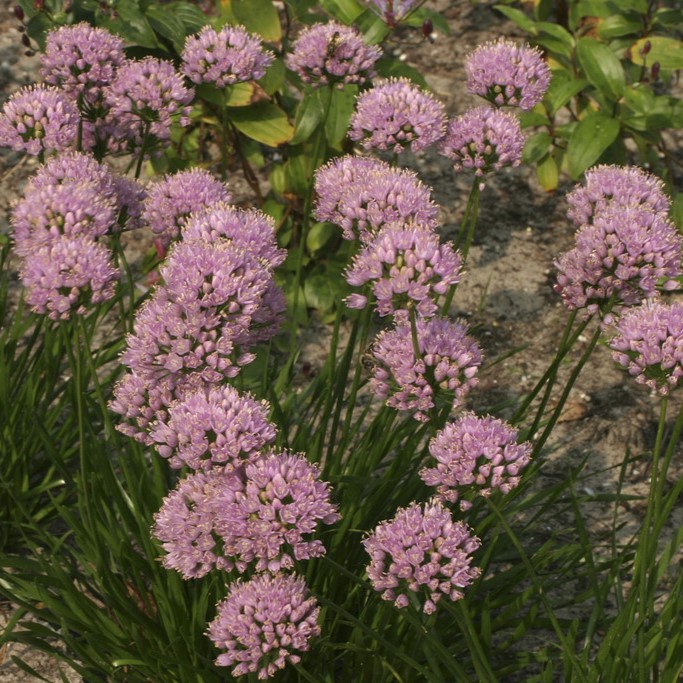 Kantl&ouml;k - Allium hybr. Sugar Melt (Krukstorlek: 0,5-1L)