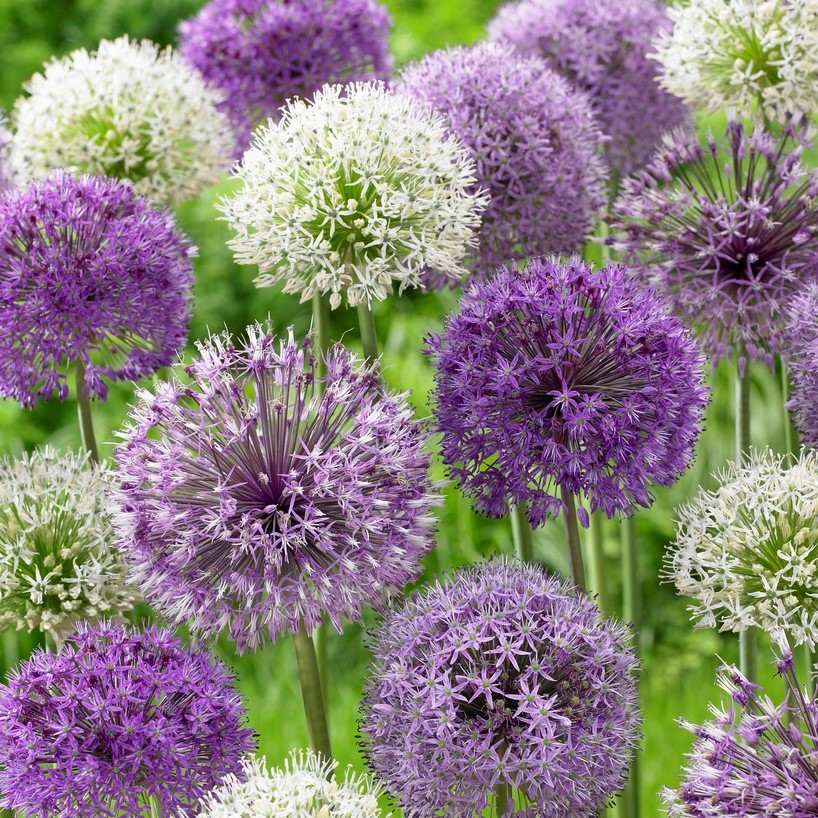 Läs mer om Allium Storblommig Mix 5st