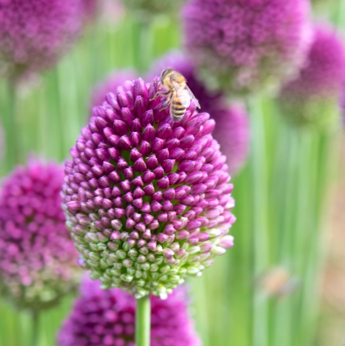 Klotl&ouml;k - Allium sphaerocephalon (Krukstorlek: 0,5-1L)