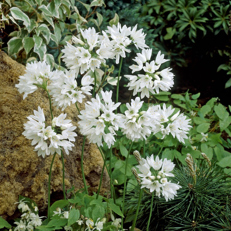 Majlök - Allium zebdanense (Krukstorlek: 0,5-1L)
