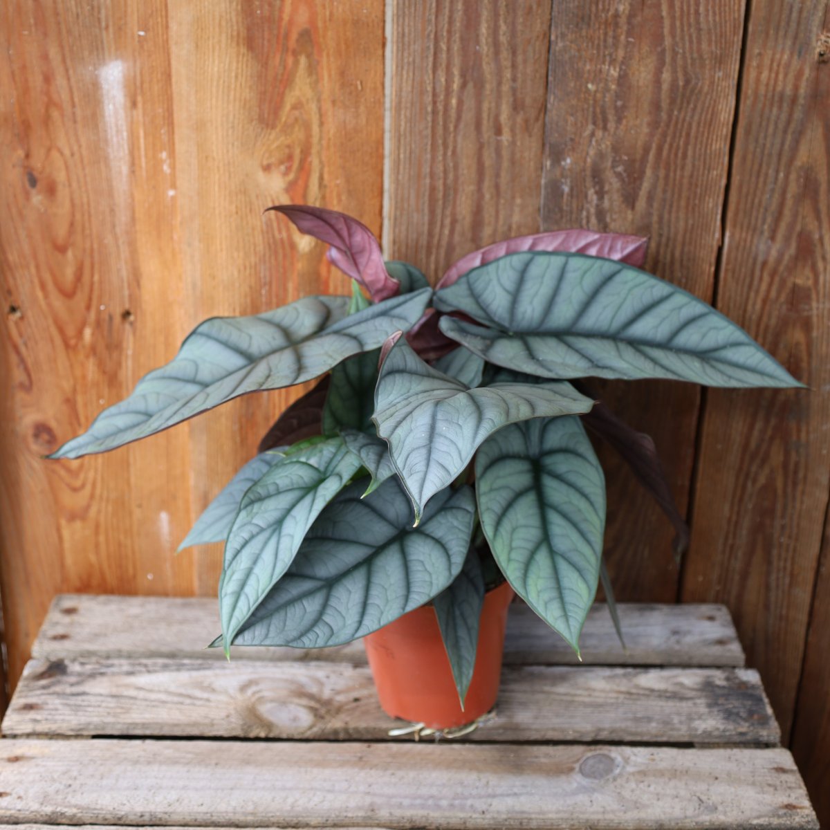 Alocasia Nebula - 12cm (Krukstorlek: 12cm)