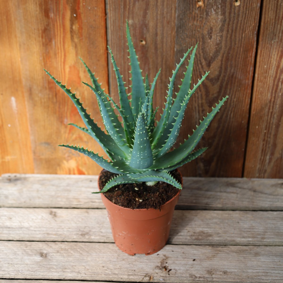 Aloe arborescens (Storlek: 11cm)