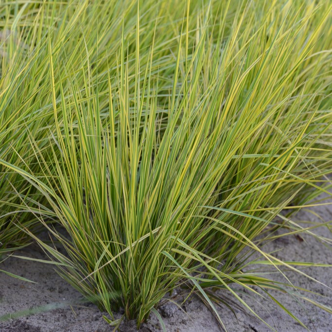 Ängskavle - Alopecurus pratensis Aureovariegatus (Krukstorlek: 0,5-1L)