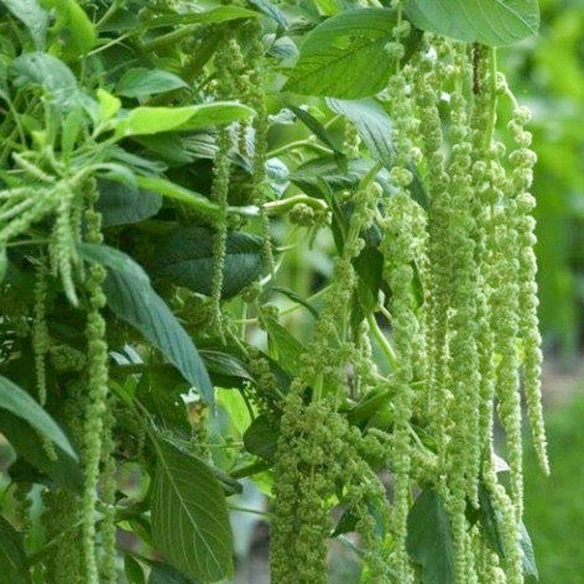 R&auml;vsvans Green Cascade - Amaranthus caudatus L.