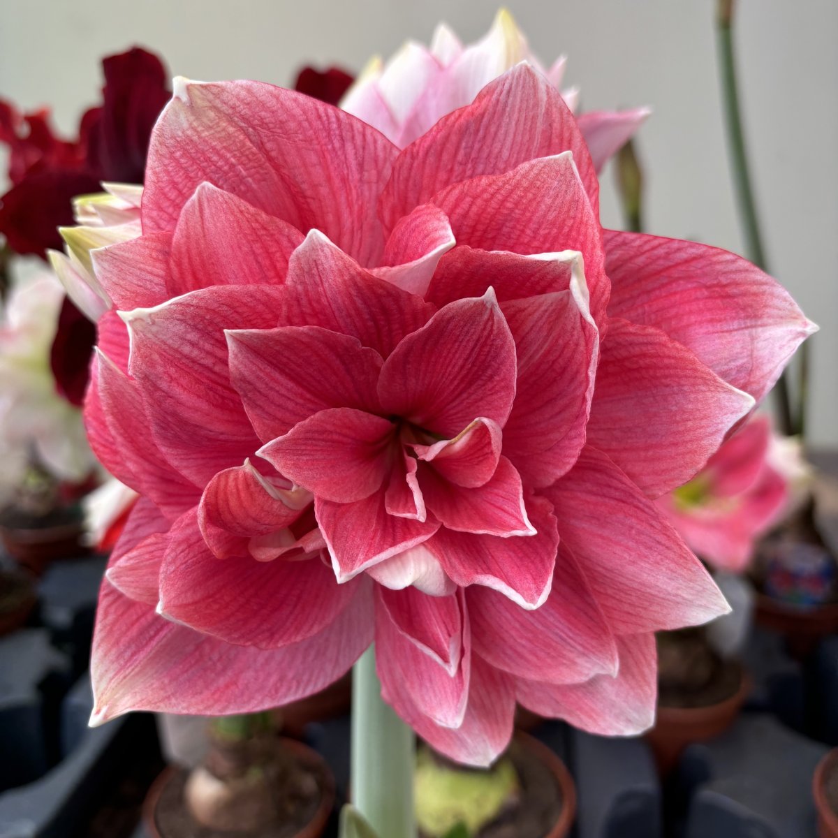 Hippeastrum Double Shine, Amaryllis - Hippeastrum Double Shine
