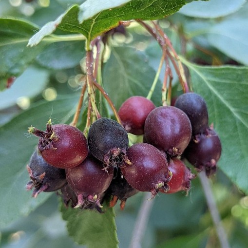 B&auml;rh&auml;ggmispel / Saskatoon - Amelanchier alnifolia Saskablue &reg; (Storlek: 30-40 C3,4)