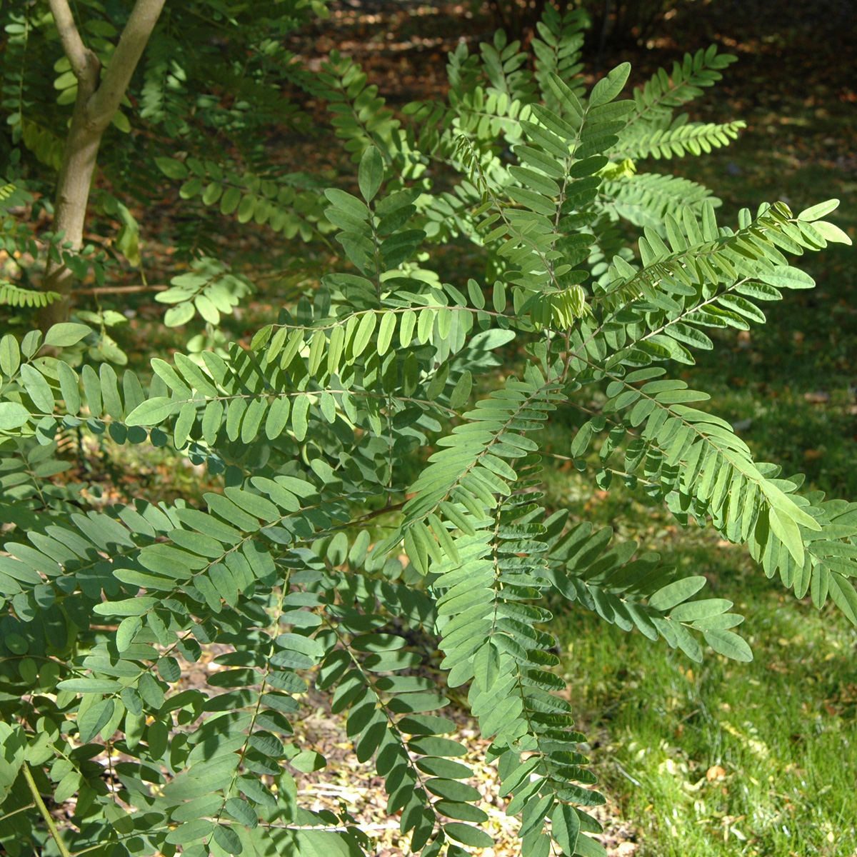 Falskindigo - Amorpha fruticosa (Storlek: 80-100 C7)